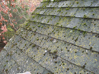 Heavy moss growth
